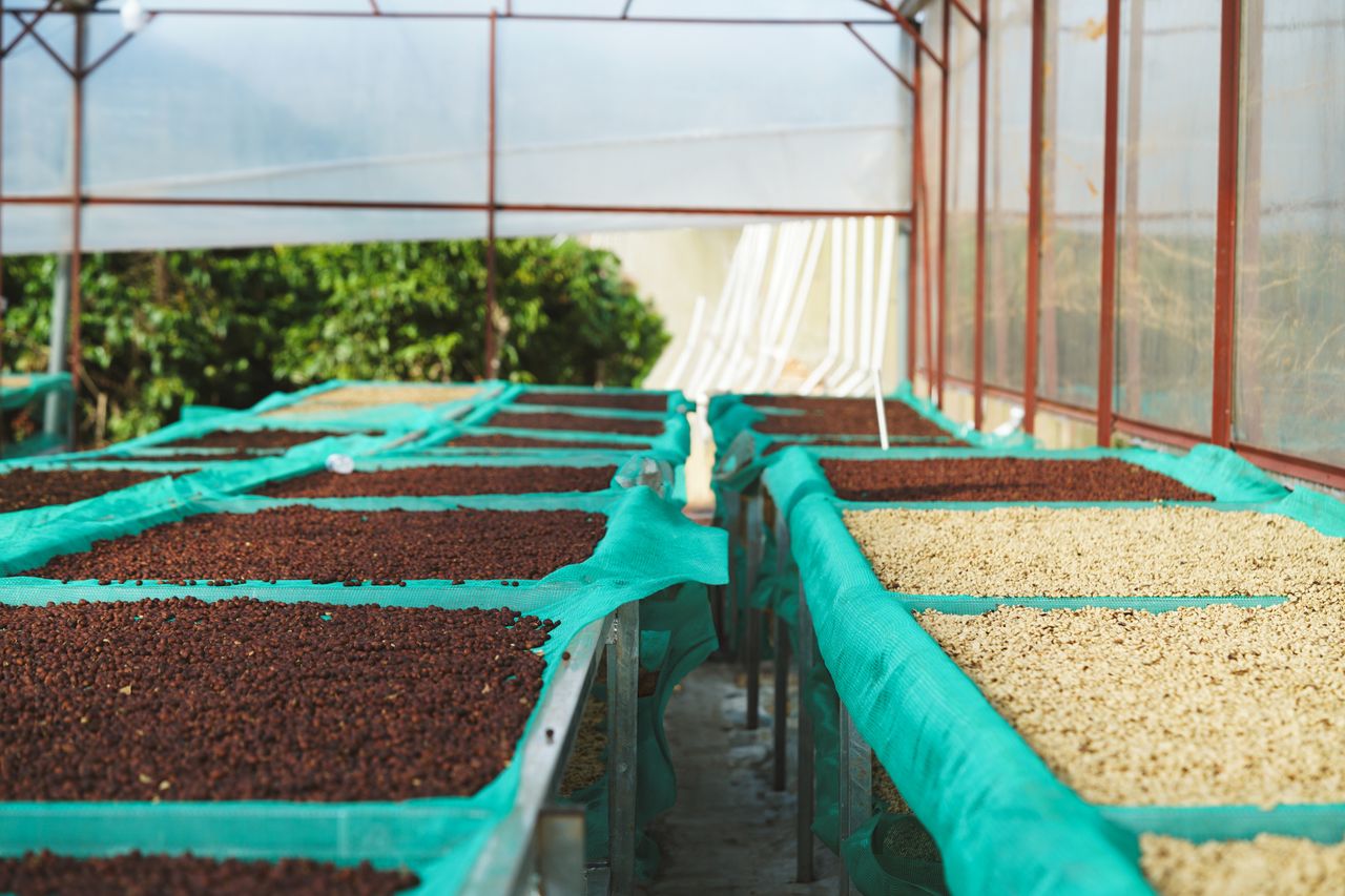Coffee beans drying under a greenhouse in Đà Lạt, showcasing vibrant aromas and flavors.