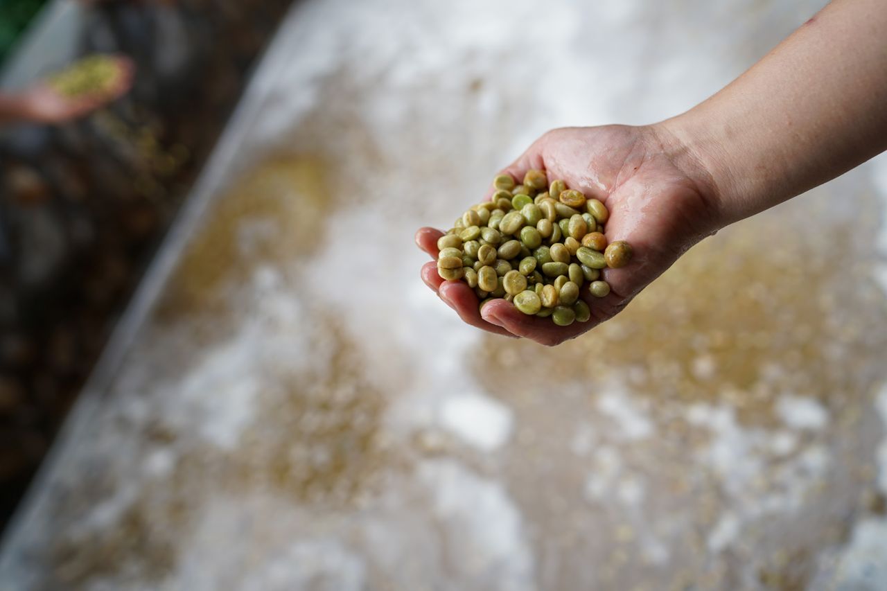 Close-up of hand holding freshly processed coffee beans in Vietnam.