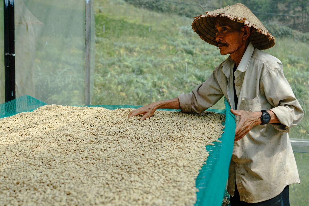 A farmer in Lâm Đồng, Vietnam drying coffee beans with traditional techniques.