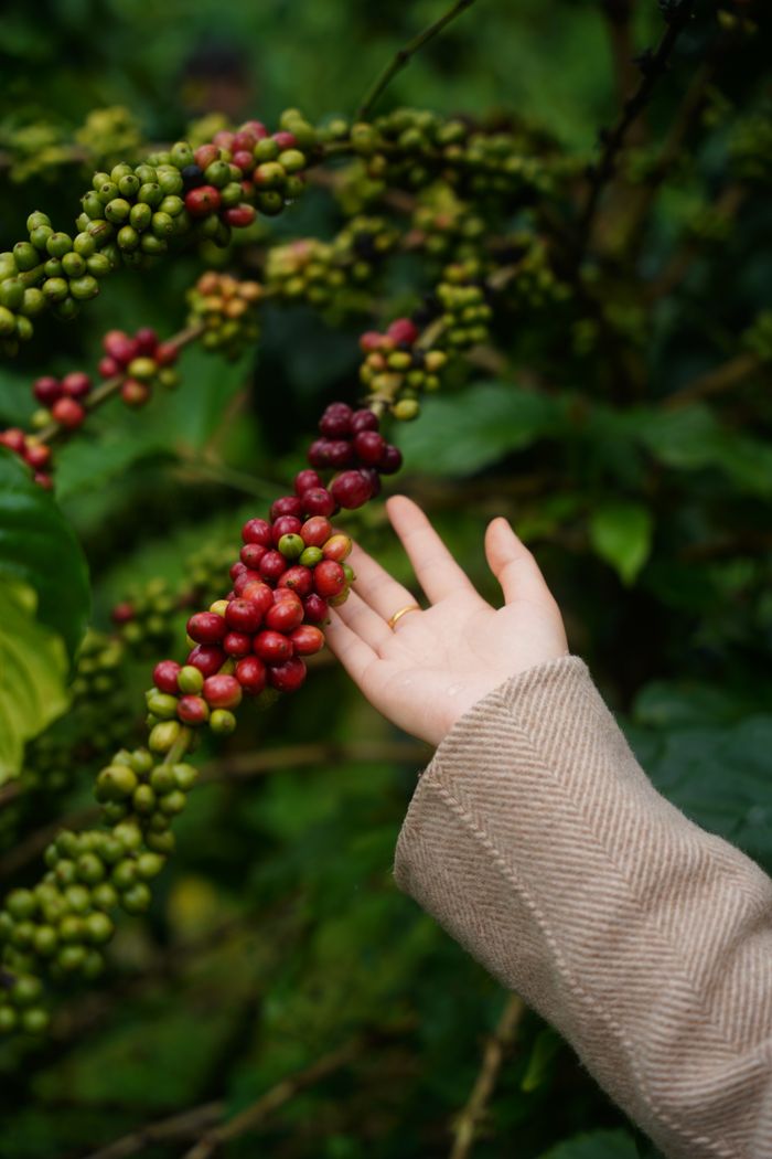 Close-up of a hand reaching for ripe red coffee berries on a coffee plant.