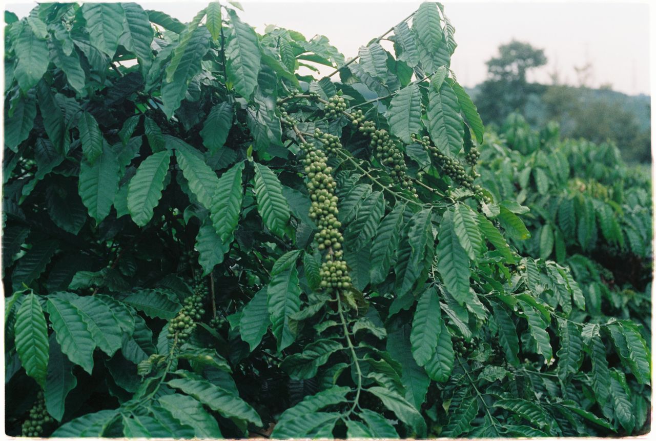 Close-up of a vibrant coffee plant with green unripe coffee cherries in a lush outdoor setting.
