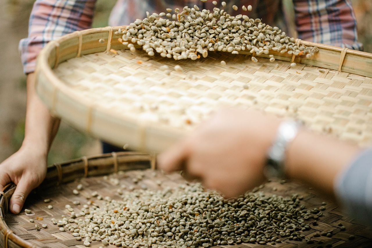 Crop unrecognizable horticulturists with sieves separating unroasted coffee bean halves from chaff in countryside in daylight