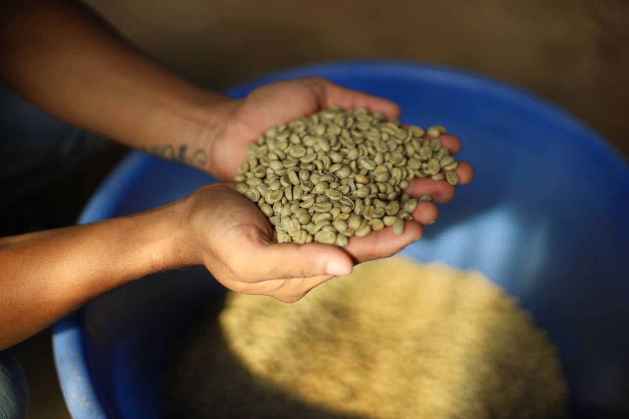Close-up of hands holding green coffee beans over a blue bucket in Myanmar.
