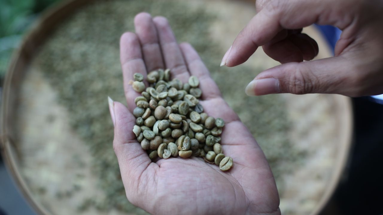 Mastering the First Impression: Your intriguing post title goes here Detailed view of hand holding green coffee beans, highlighting coffee processing in Surabaya.